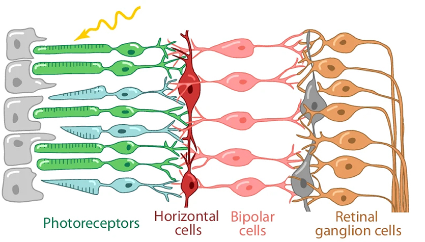 Developing Multifunctional Transistors for Mimicking Biology